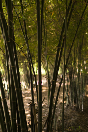 Bamboo tree in the park. Bamboo treeの写真素材