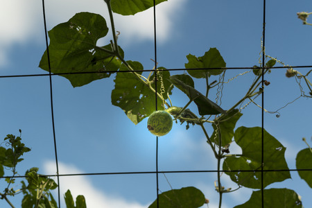 Green winter melon outdoor./ Green winter melonの写真素材