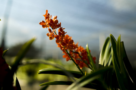 Colorful and fresh orchidsの写真素材