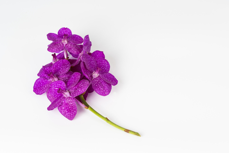 Purple orchid flower on white backgroundの写真素材