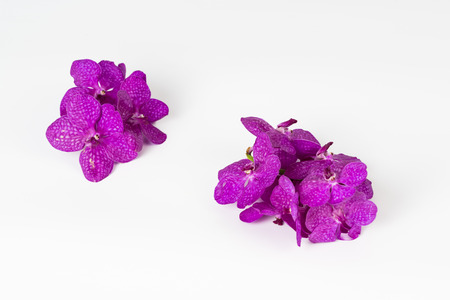 Purple orchid flower on white backgroundの写真素材