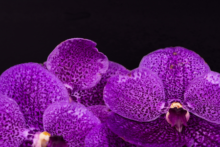 Vanda orchid as a background