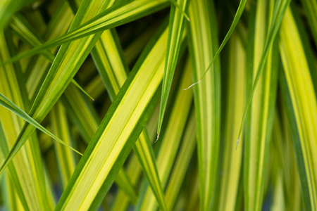 Fresh green leaf in the gardenの写真素材
