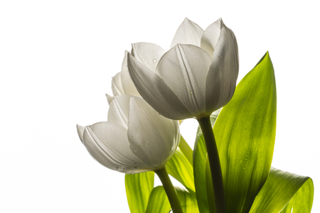 White tulip on black backgroundの写真素材