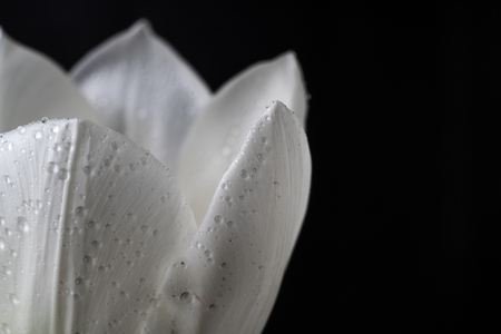 White tulip on black backgroundの写真素材