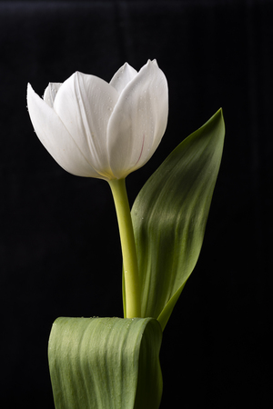 White tulip on black backgroundの写真素材