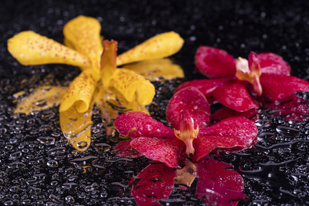 Fresh orchid flowerの写真素材