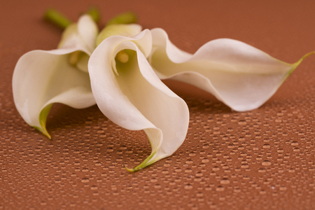 Fresh white cala lilyの写真素材