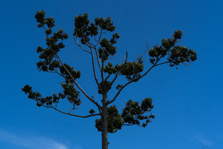 Tree with sky view