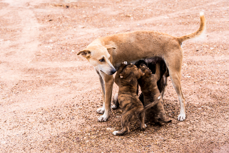 Puppy dog eating breast milk from thier motherの写真素材