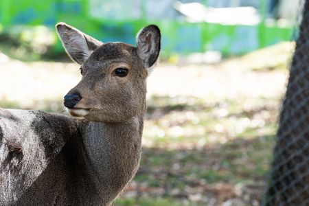 Deer in the parkの写真素材