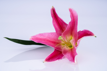 Pink and fresh lily flowerの写真素材