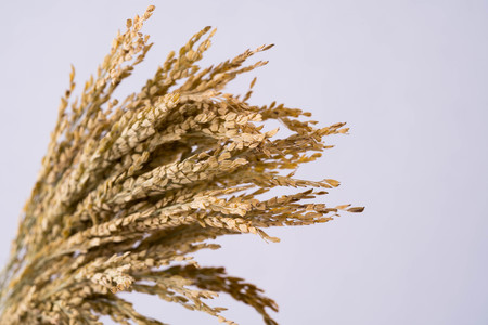 Dry bunch of ear of rice  on white backgroundの写真素材