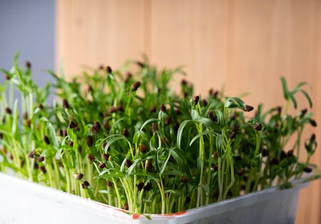 Germinating morning gloryの写真素材