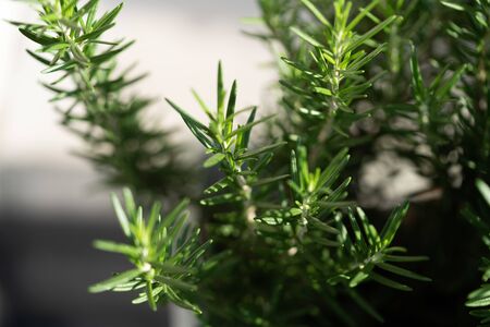 Rosemary tree in the gardenの写真素材