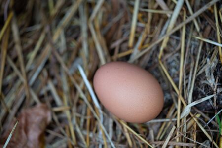 egg in the rice straw