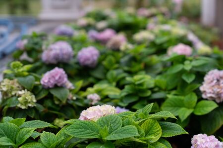 Hydrangea flower  in the gardenの写真素材
