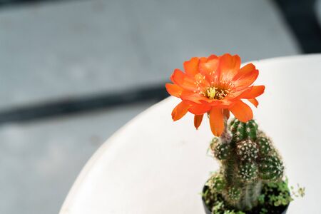 Colorful Cactus flower in a potの写真素材