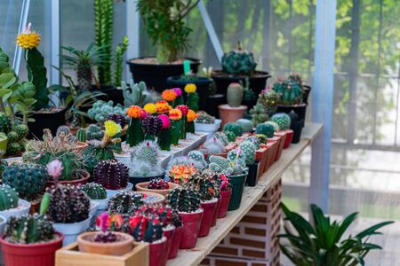 Colorful cactus in the gardenの写真素材
