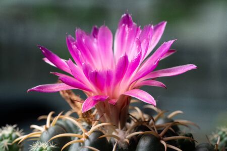 Cactus flower in pink color in the gardenの写真素材