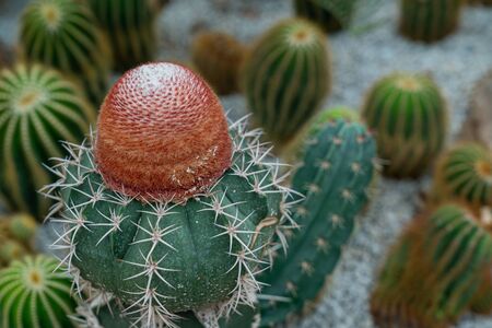 Cactus plant in the gardenの写真素材