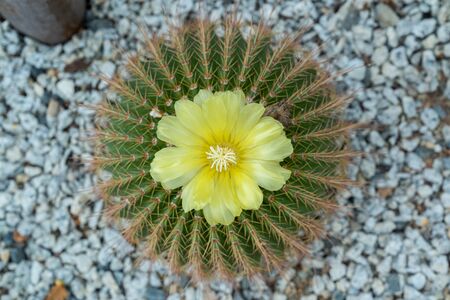 Cactus plant in the gardenの写真素材