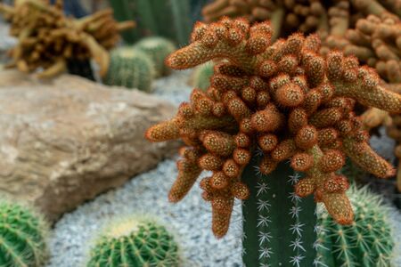 Cactus plant in the gardenの写真素材