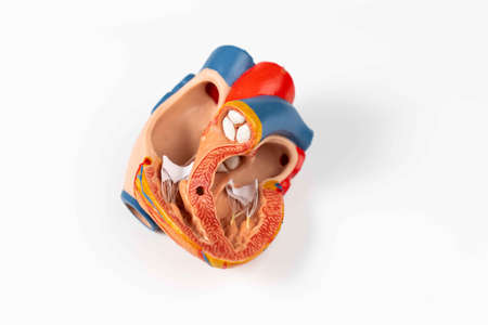 Heart model on white backgroundの写真素材
