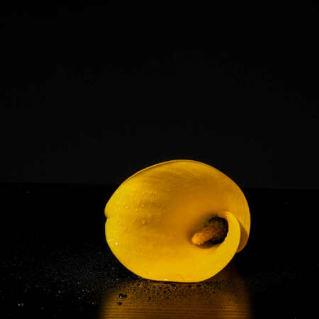 Yellow color of fresh  Calla lily flower on black backgroundの写真素材