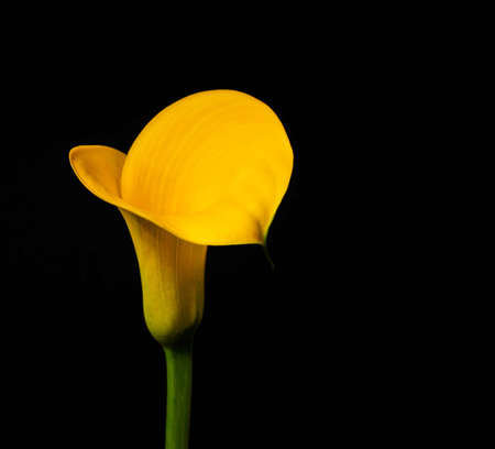 Yellow color of fresh  Calla lily flower on black backgroundの写真素材