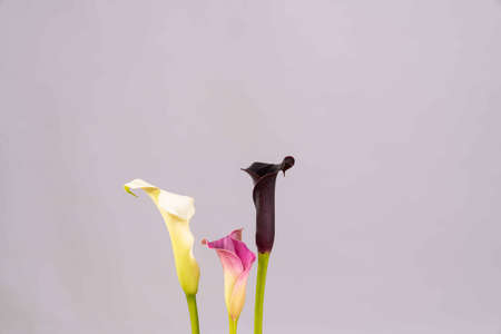Colorful calla lily flowers   include white , black and  pink colorの写真素材