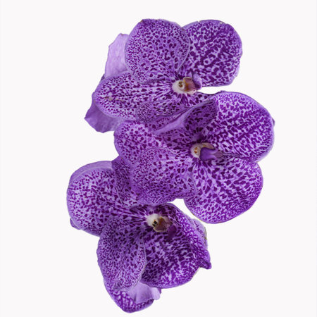 Fresh purple orchids on white backgroundの写真素材