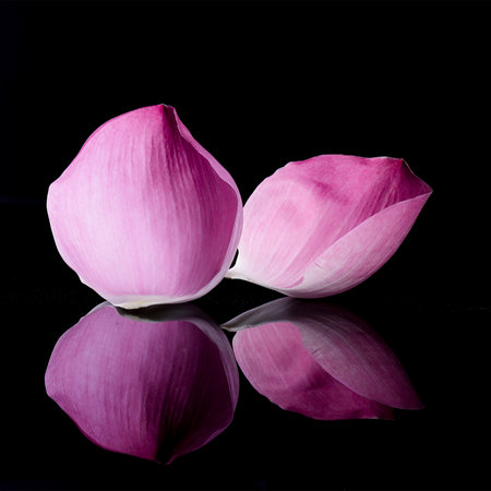 Fresh lotus flower  in pink color on black backgroundの写真素材