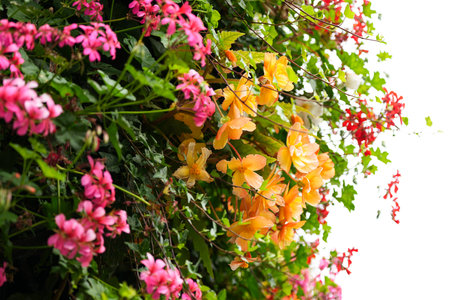 Colorful small flowers in the garden include yellow, red, orange, green and pink colors with the...