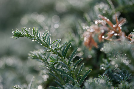 Pine leaves with dew drops as bokeh, focus area and blurred area