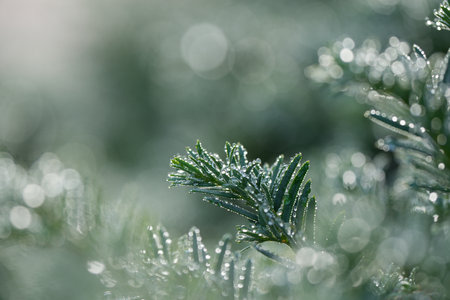 Pine leaves with dew drops as bokeh, focus area and blurred area