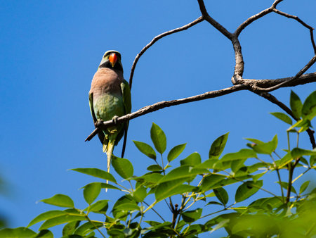 Bird or  Alexandrine Parakeet or a  robber parrot sits on a branch of tree  in the garden