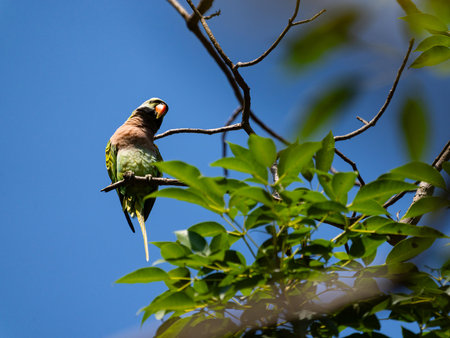 Bird or  Alexandrine Parakeet or a  robber parrot sits on a branch of tree  in the garden