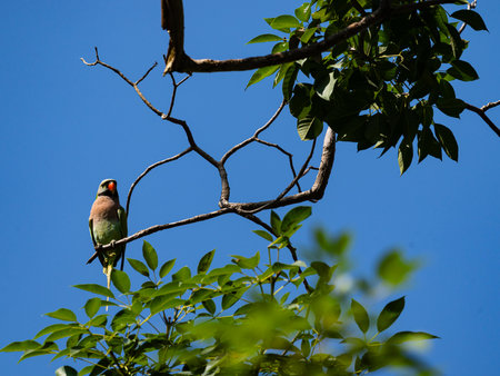Bird or  Alexandrine Parakeet or a  robber parrot sits on a branch of tree  in the garden
