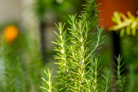 Rosemary tree in the garden, daylight, focus arwa and blurred backgroundの写真素材