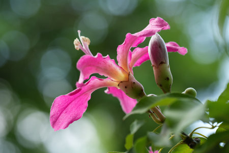 Silk floss flower in pink color, summer time in the garden
