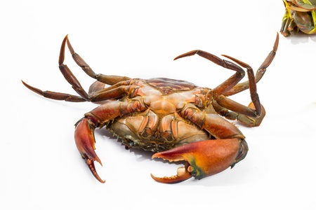 crabの写真素材