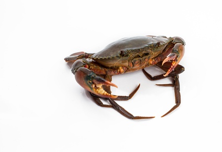 crabの写真素材