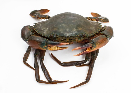 crabの写真素材