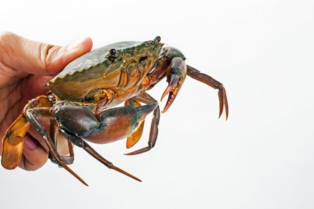 crab
