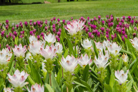 Tulip Siamの写真素材