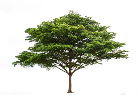 Isolate treeの写真素材