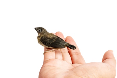young bird in my hand