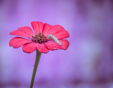 Caterpillar on a Zinnia flower in purple backgroundの写真素材