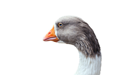 Goose Head A close up image of a goose head isolated on white backgroundの写真素材